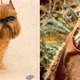 Illustration for article titled Brussels Griffon Favored To Win Biggest Dog Show (Yub Nub)